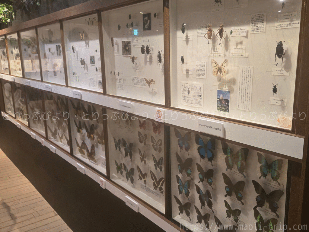 ファーブル昆虫展2025