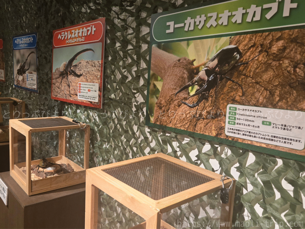 ファーブル昆虫展2025