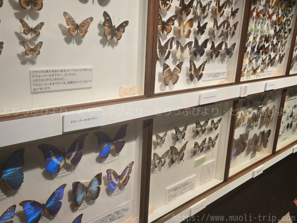 ファーブル昆虫展2025