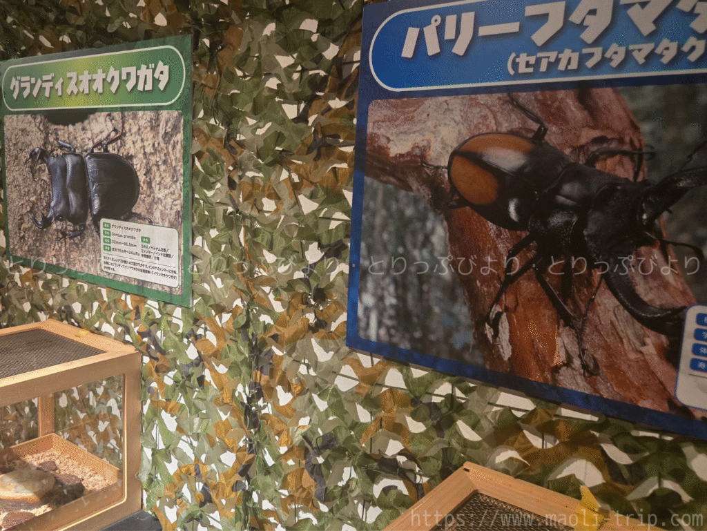 ファーブル昆虫展2025
