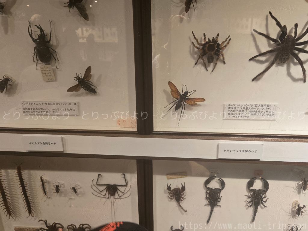 ファーブル昆虫展2025
