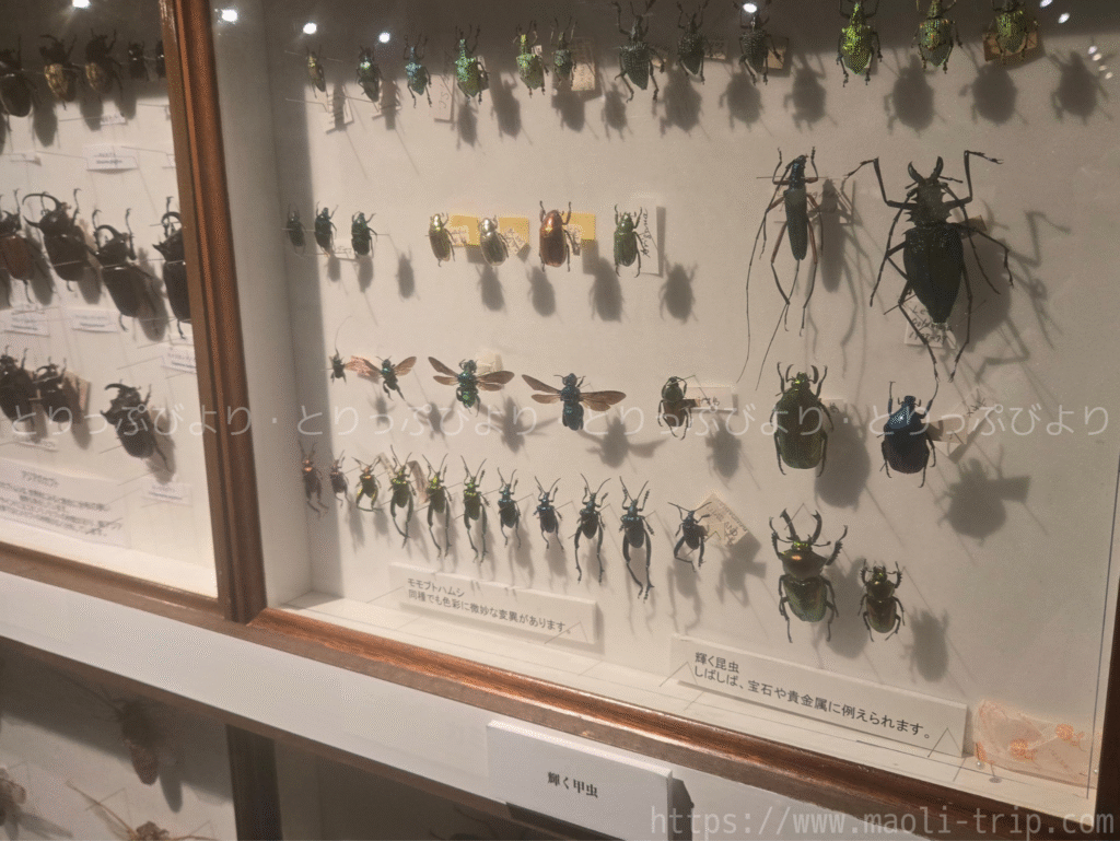 ファーブル昆虫展2025