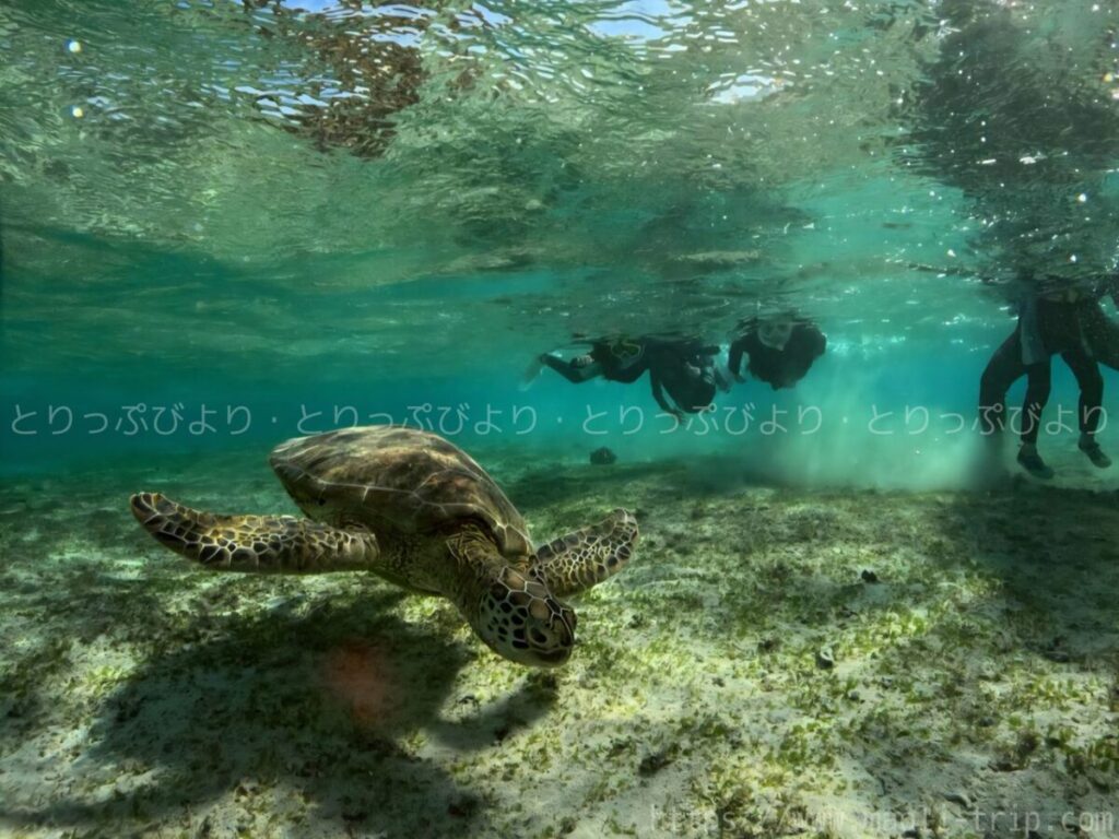 シュノーケリング いんざにつ