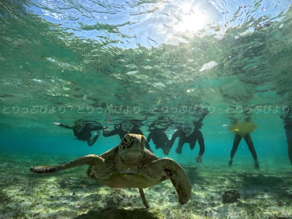 シュノーケリング いんざにつ