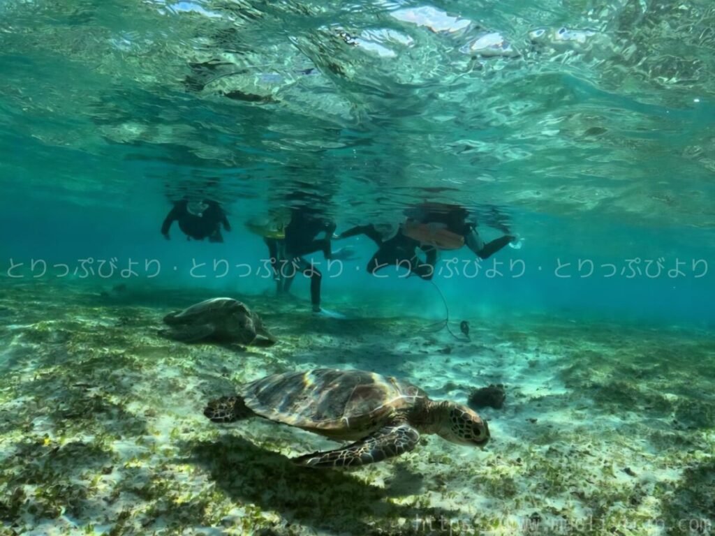 シュノーケリング いんざにつ