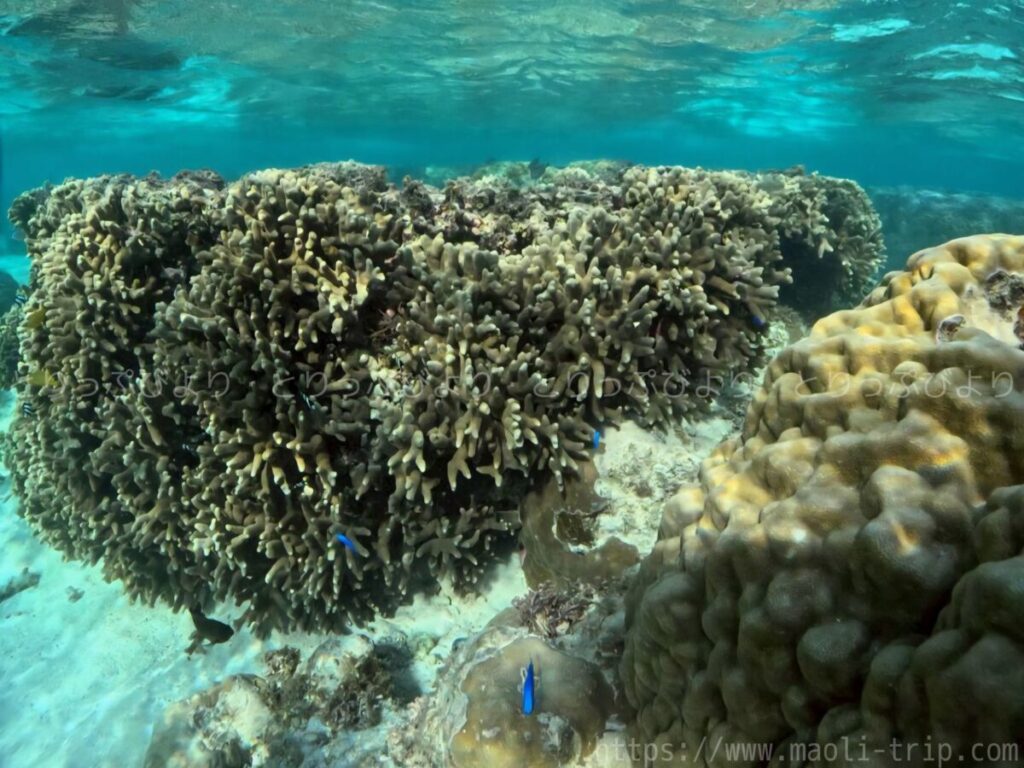 シュノーケリング いんざにつ