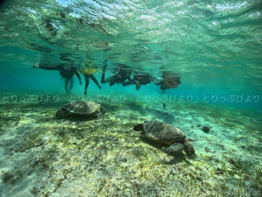 シュノーケリング いんざにつ