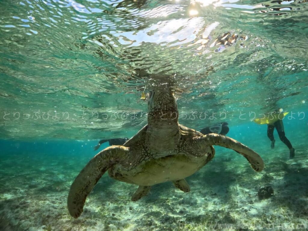 シュノーケリング いんざにつ