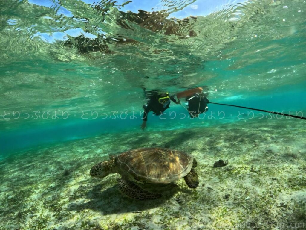 シュノーケリング いんざにつ