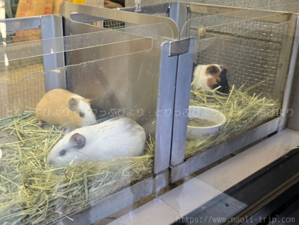 こどもの国 動物園