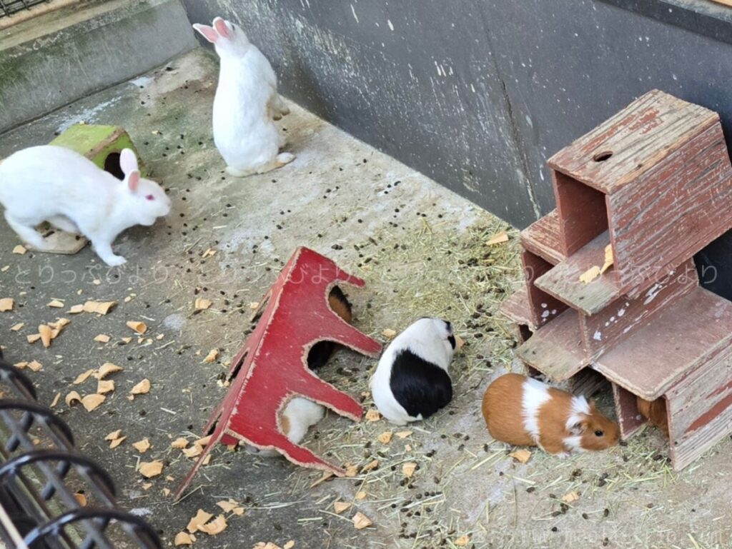 こどもの国 動物園
