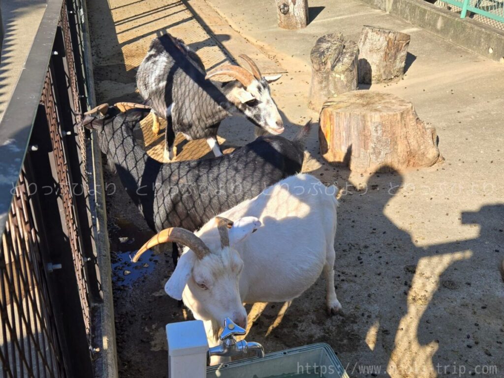 こどもの国 動物園